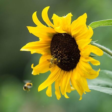 La Clairiere Du Verbamont Claudon Ngoại thất bức ảnh